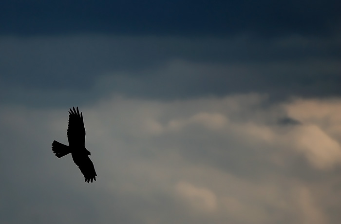 Silhouette di falco di palude