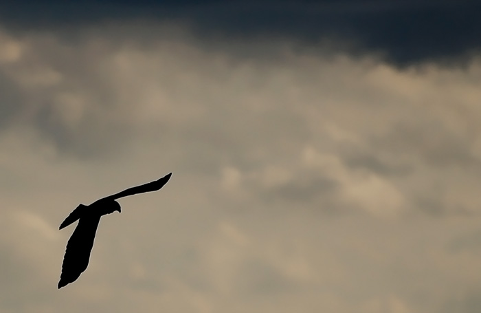 Silhouette di falco di palude