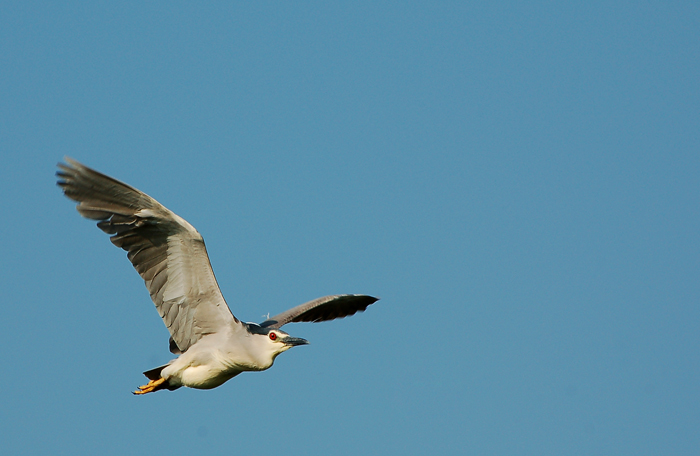 Nitticora in volo