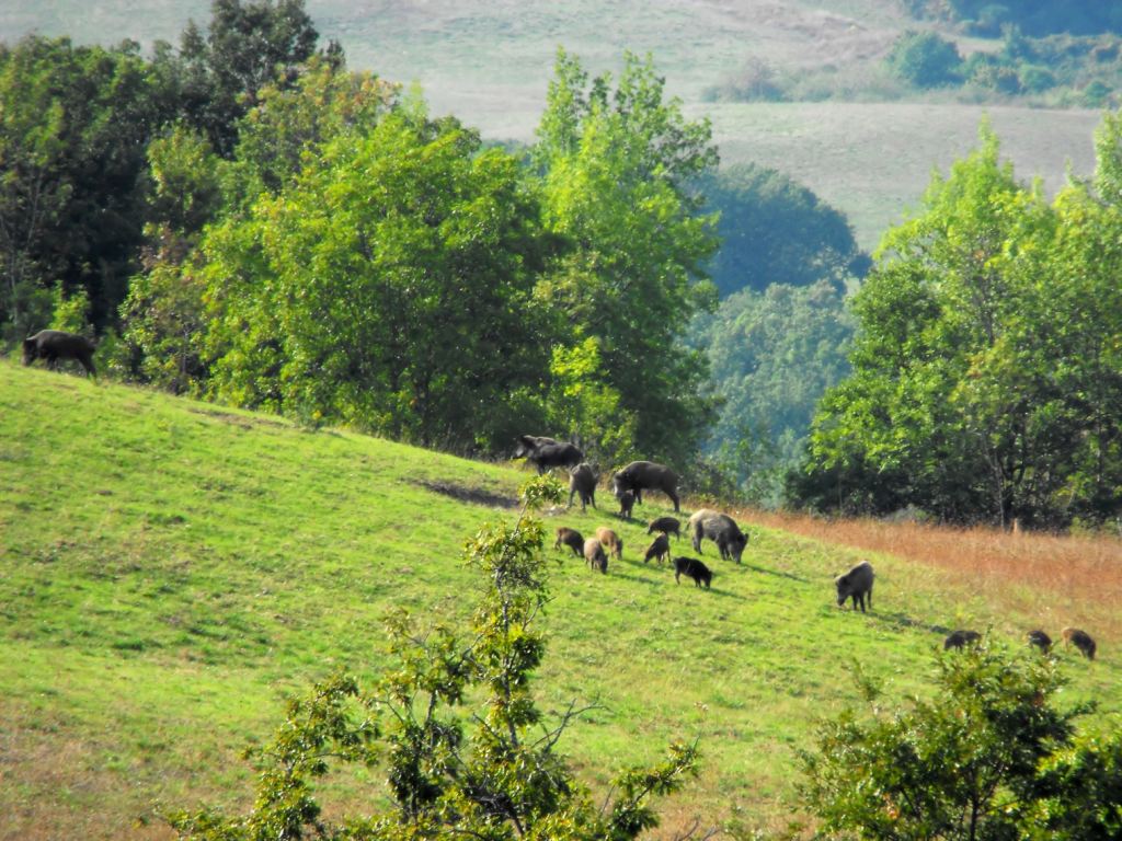 IL CINGHIALE