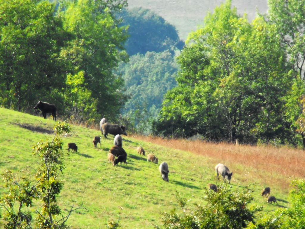 IL CINGHIALE