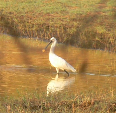 Platalea leucorodia