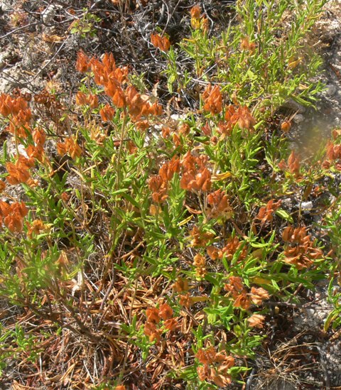 Arbusto ripariale - Cistum monspeliensis