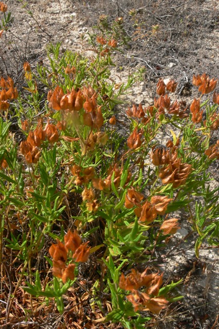 Arbusto ripariale - Cistum monspeliensis