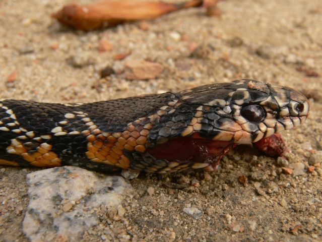 Morte di un serpente ed Identificazione