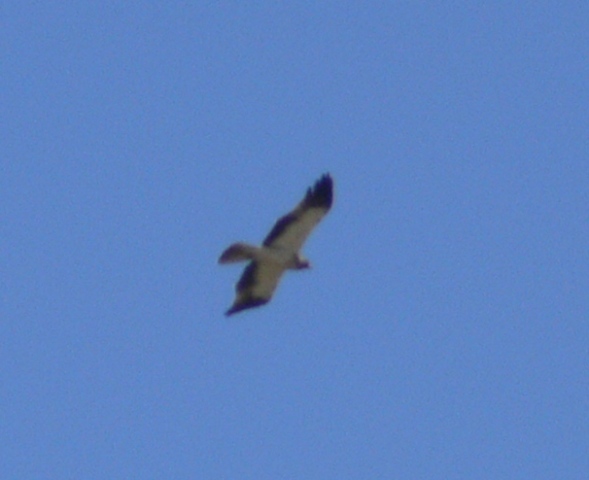 Rapace [ Aquila minore ]