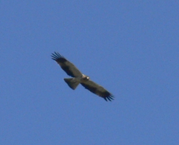 Rapace [ Aquila minore ]