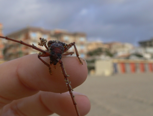 Phoracantha recurva nel Lazio