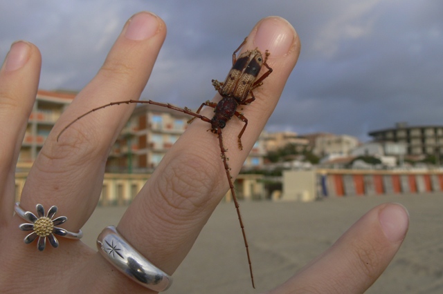 Phoracantha recurva nel Lazio