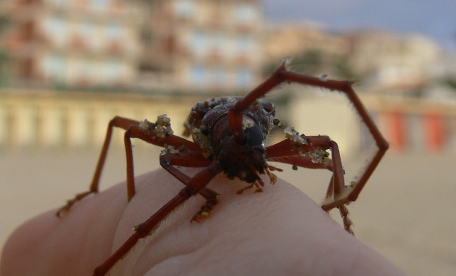 Phoracantha recurva nel Lazio