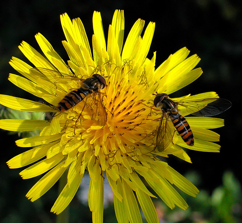 Episyrphus balteatus (Syrphidae)