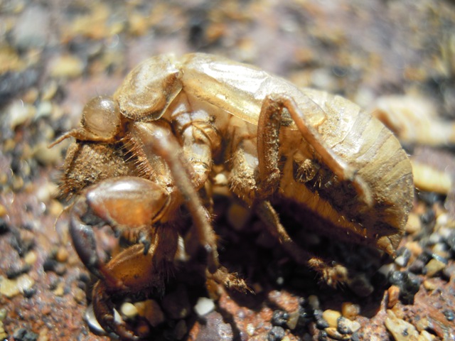 Exuvia di Lyristes plebejus