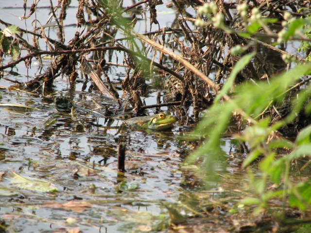 Rana verde - Pelophylax sp. (fiume Ticino)