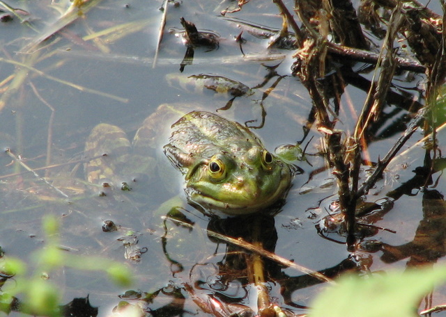 Rana verde - Pelophylax sp. (fiume Ticino)