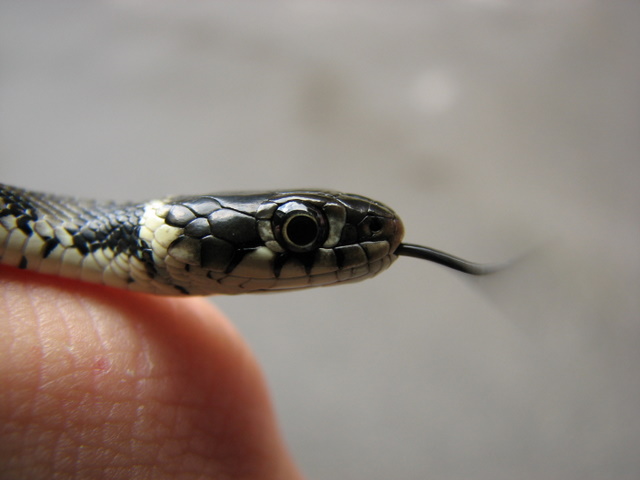 Natrix natrix della Valle Camonica