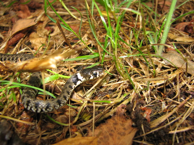 Natrix natrix della Valle Camonica