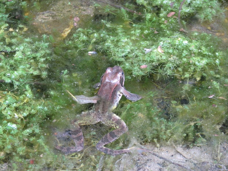 Ranocchie from Torgon (CH) - Rana temporaria