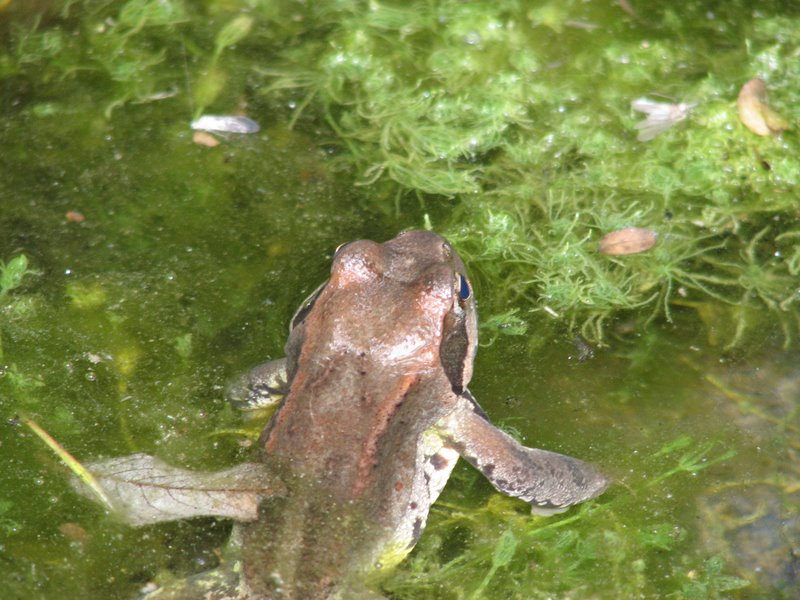 Ranocchie from Torgon (CH) - Rana temporaria