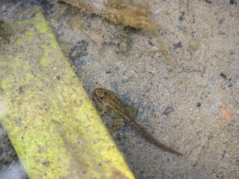 Ranocchie from Torgon (CH) - Rana temporaria