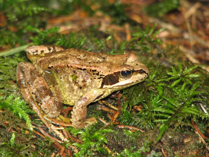 Ranocchie from Torgon (CH) - Rana temporaria