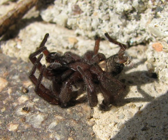 Scotophaeus sp. e Tegenaria sp.