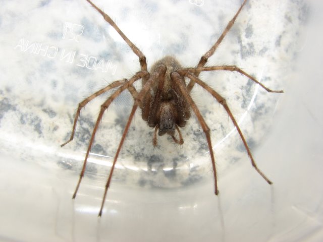 Scotophaeus sp. e Tegenaria sp.