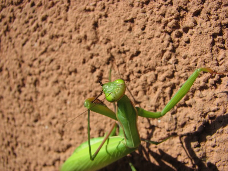 Mantide religiosa