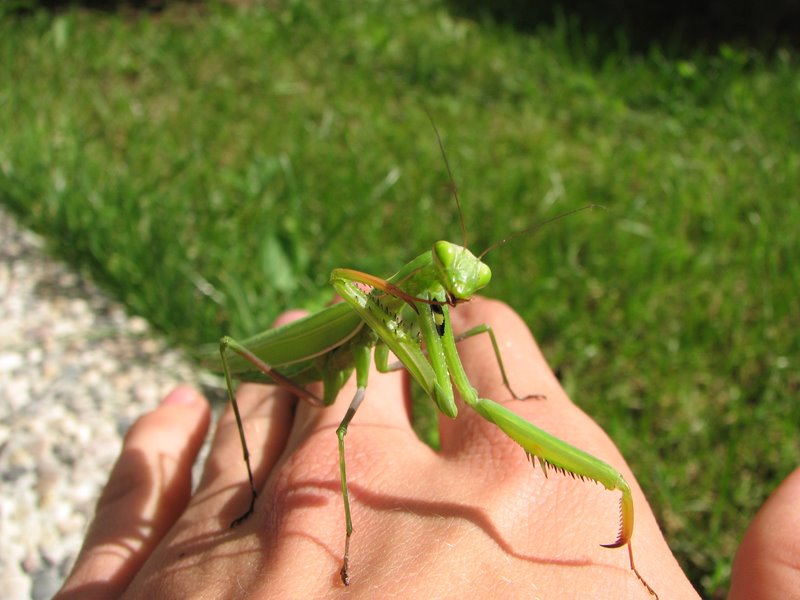 Mantide religiosa