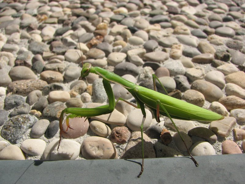 Mantide religiosa