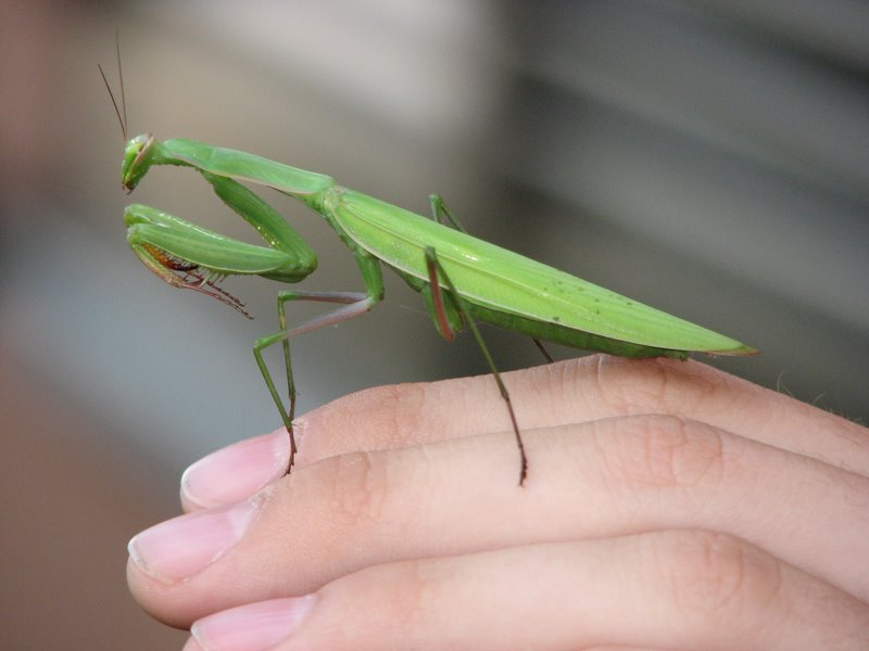 Mantide religiosa