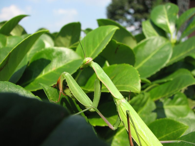 Mantide religiosa