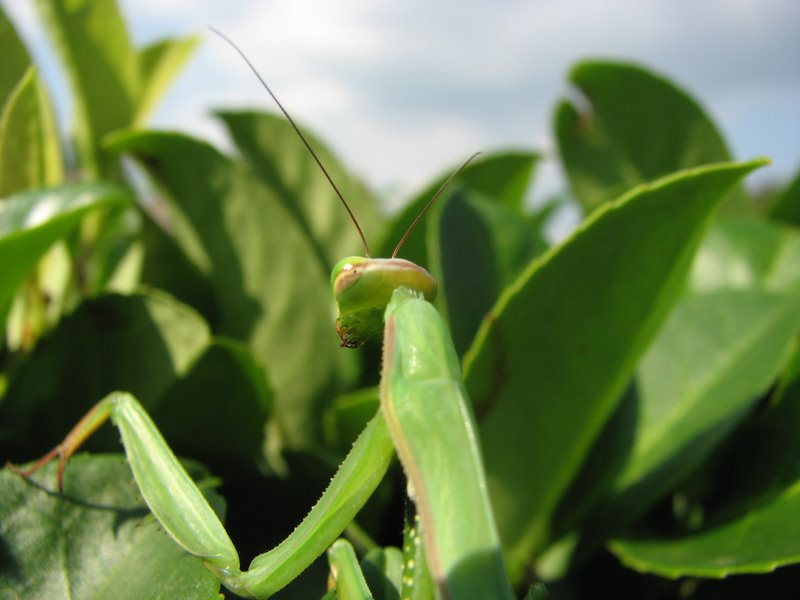 Mantide religiosa