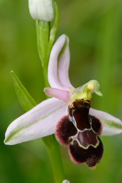 E'' ritornata! : Ophrys x vespertilio (O.apifera x O.bertolonii)