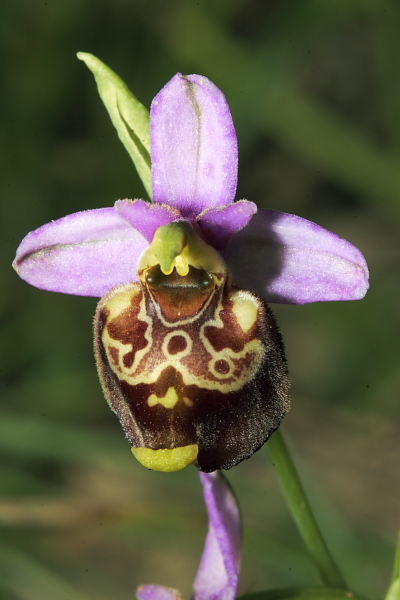 ibridi di tetraloniae