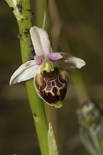 Ophrys tetraloniae