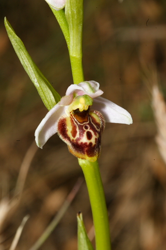 Ophrys tetraloniae