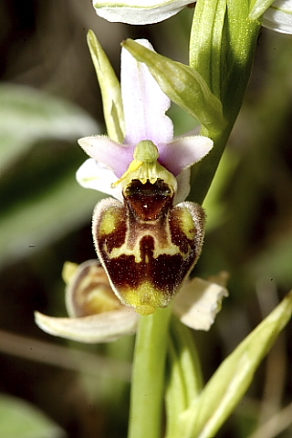 Ophrys tetraloniae