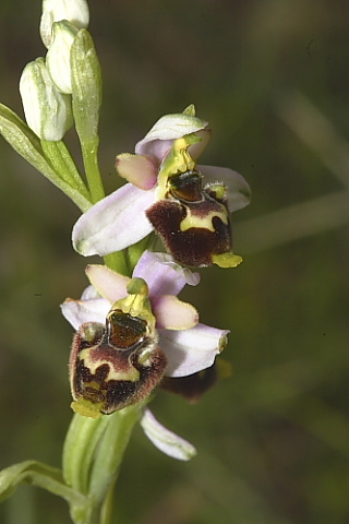 Ophrys tetraloniae