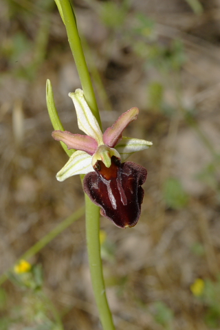 Ophrys majellensis  ... Dubbi?