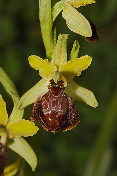 Ophrys tarquinia