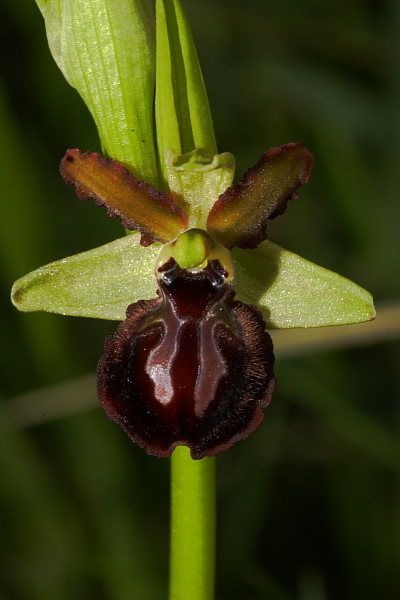 Ophrys....?