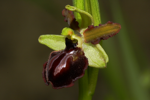 Ophrys....?