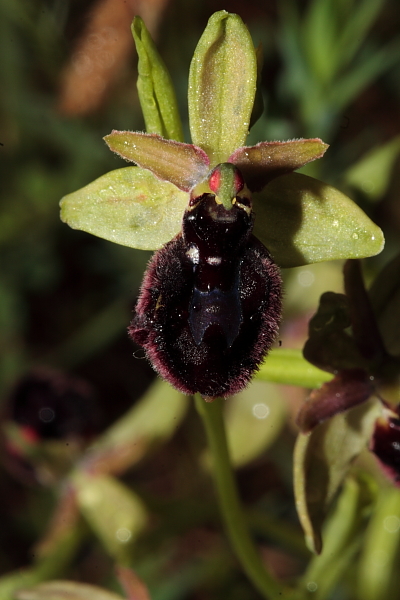 O. bertoloni x O incubacea