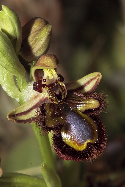 Ophrys speculum ....un''Ophrys speciale