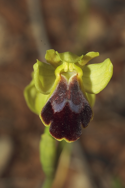 Oprhys lucifera (fusca)