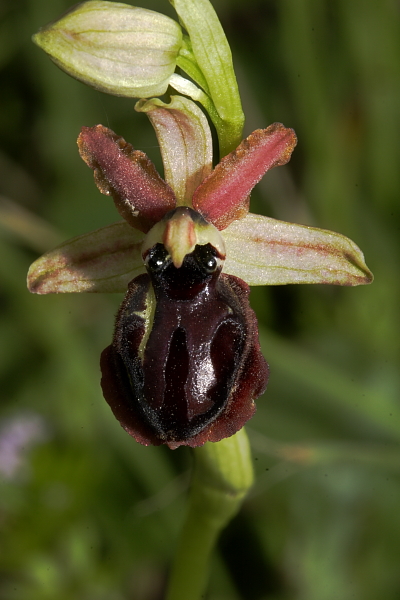 Ophrys garganica