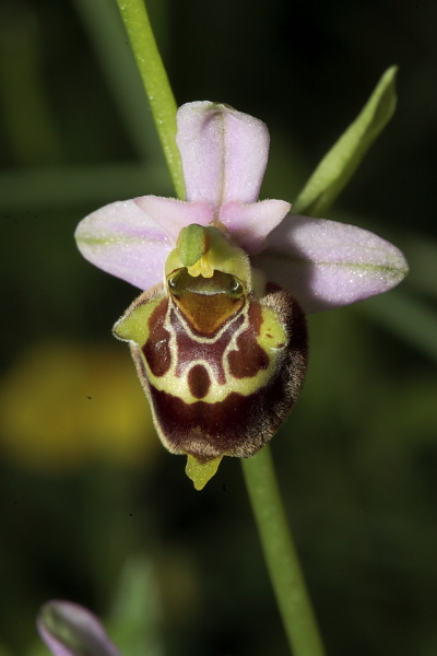 Ophrys fuciflora