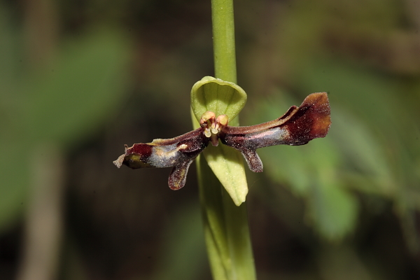 Lusus di insectifera