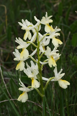 Orchis x aurunca