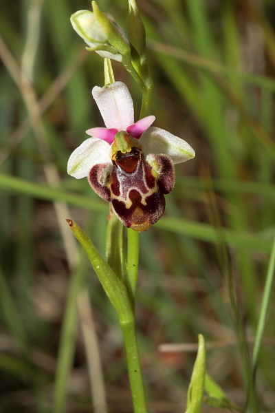 Variabilit in Ophrys fuciflora